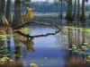 THE PRINCESS AND THE FROG